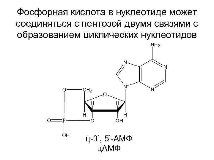 Фосфорная кислота в нуклеотиде может соединяться с пентозой двумя связями с образованием циклических нуклеотидов