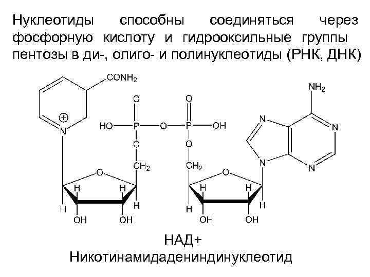 Нуклеотиды способны соединяться через фосфорную кислоту и гидрооксильные группы пентозы в ди-, олиго- и