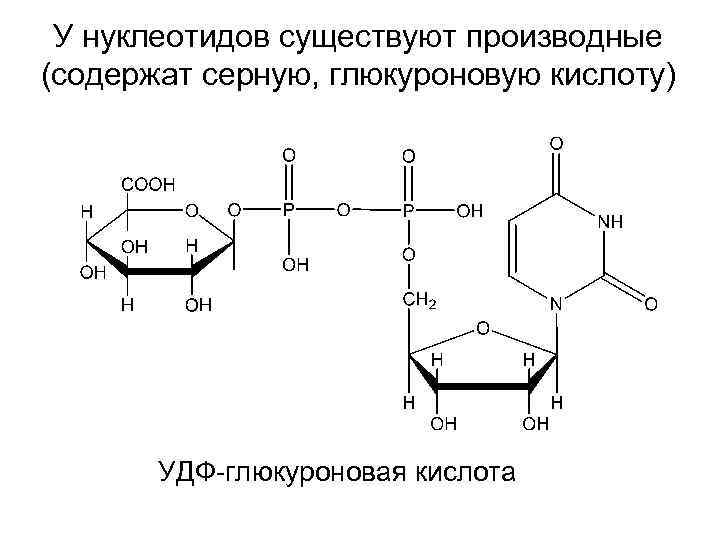 У нуклеотидов существуют производные (содержат серную, глюкуроновую кислоту) УДФ-глюкуроновая кислота 