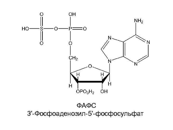 ФАФС 3’-Фосфоаденозил-5’-фосфосульфат 