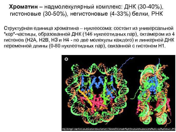 Хроматин – надмолекулярный комплекс: ДНК (30 -40%), гистоновые (30 -50%), негистоновые (4 -33%) белки,