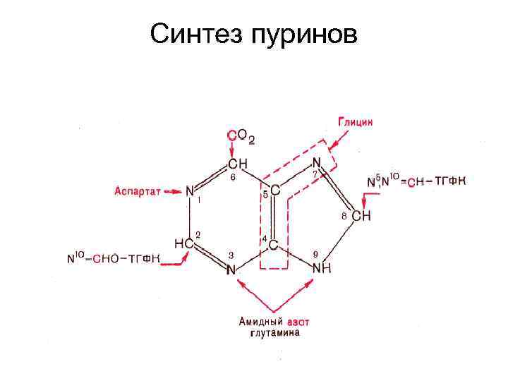 Синтез пуринов схема