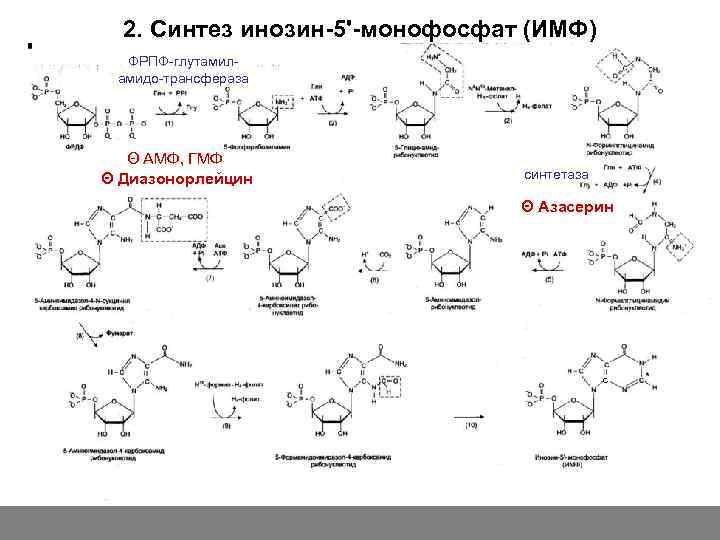 2. Синтез инозин-5'-монофосфат (ИМФ) ФРПФ-глутамиламидо-трансфераза Θ АМФ, ГМФ Θ Диазонорлейцин синтетаза Θ Азасерин с