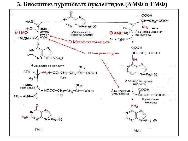 3. Биосинтез пуриновых нуклеотидов (АМФ и ГМФ) Θ ГМФ Θ АМФ Θ Микофеноловая к-та