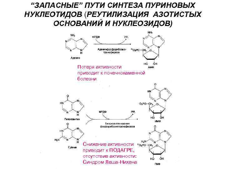 “ЗАПАСНЫЕ” ПУТИ СИНТЕЗА ПУРИНОВЫХ НУКЛЕОТИДОВ (РЕУТИЛИЗАЦИЯ АЗОТИСТЫХ ОСНОВАНИЙ И НУКЛЕОЗИДОВ) Потеря активности приводит к