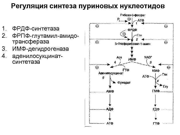 4 синтез. Регуляция синтеза пуриновых нуклеотидов. ФРДФ синтетаза. Регуляторные ферменты синтеза пуриновых нуклеотидов. Схема синтеза пуриновых нуклеотидов.