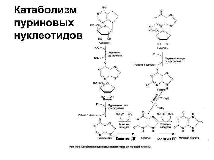 Схема катаболизма пиримидиновых нуклеотидов