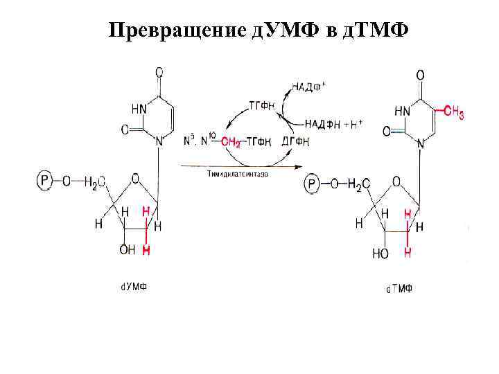 Превращение д. УМФ в д. ТМФ 
