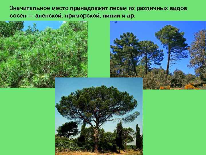 Значительное место принадлежит лесам из различных видов сосен — алепской, приморской, пинии и др.