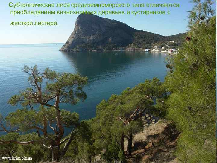 Субтропические леса средиземноморского типа отличаются преобладанием вечнозеленых деревьев и кустарников с жесткой листвой. 