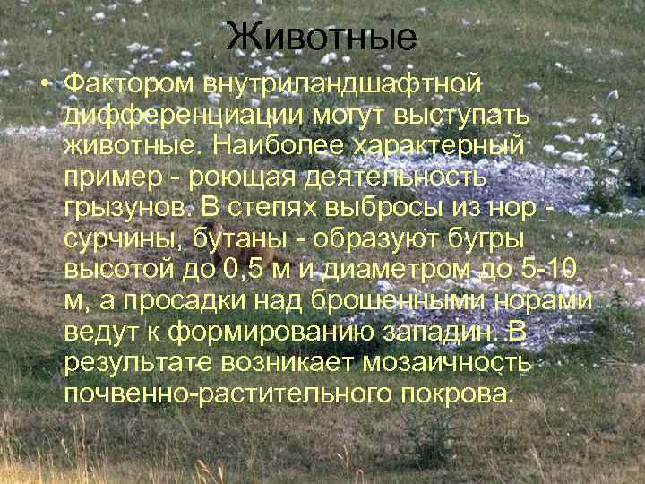 Животные • Фактором внутриландшафтной дифференциации могут выступать животные. Наиболее характерный пример - роющая деятельность