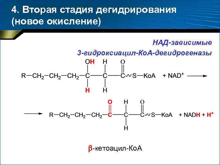 4. Вторая стадия дегидрирования (новое окисление) НАД-зависимые 3 -гидроксиацил-Ко. А-дегидрогеназы -кетоацил-Ко. А 