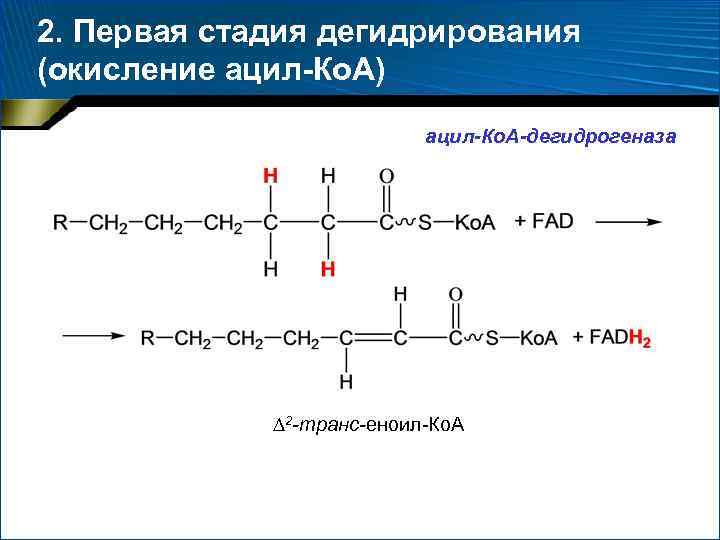 2. Первая стадия дегидрирования (окисление ацил-Ко. А) ацил-Ко. А-дегидрогеназа 2 -транс-еноил-Ко. А 