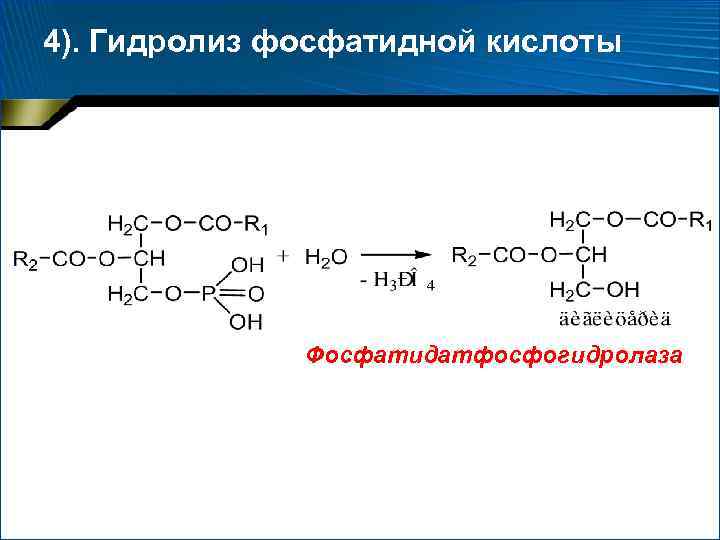 4). Гидролиз фосфатидной кислоты Фосфатидатфосфогидролаза 
