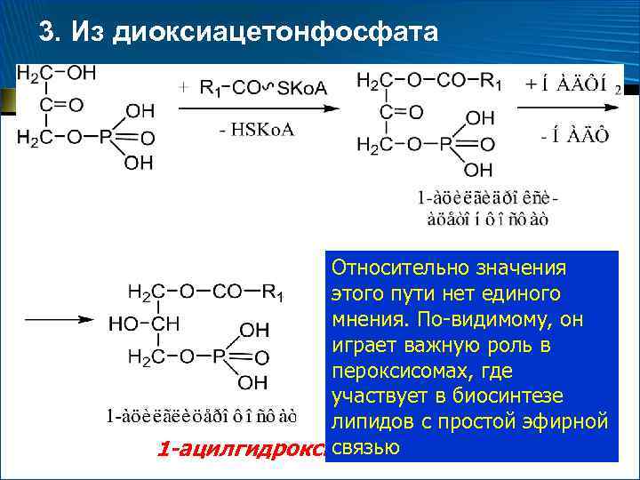 3. Из диоксиацетонфосфата ДОАФ-ацилтрансфераза Относительно значения этого пути нет единого мнения. По-видимому, он играет