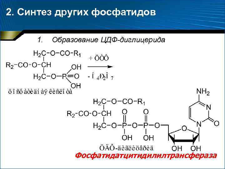 2. Синтез других фосфатидов 1. Образование ЦДФ-диглицерида Фосфатидатцитидилилтрансфераза 