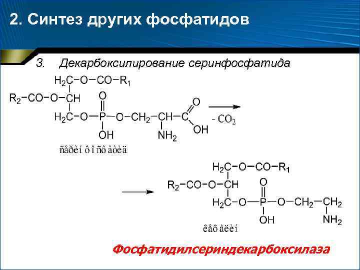 2. Синтез других фосфатидов 3. Декарбоксилирование серинфосфатида Фосфатидилсериндекарбоксилаза 