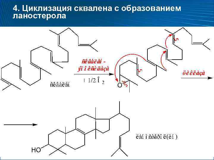 4. Циклизация сквалена с образованием ланостерола 