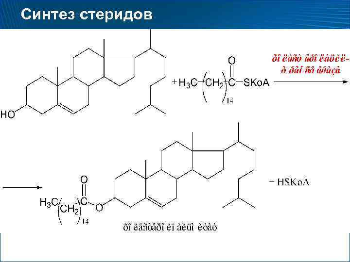 Катаболизм эластина схема