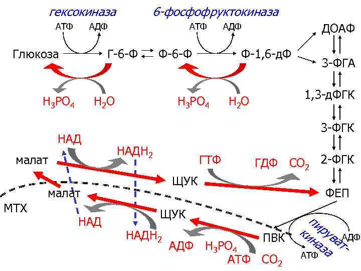 гексокиназа АТФ 6 -фосфофруктокиназа АДФ Глюкоза АТФ Г-6 -Ф Н 3 РО 4 Ф-6