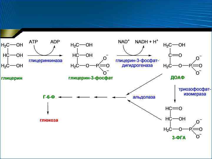 Глицерин и глицерол. Схема катаболизма гема. Реакции синтеза Глюкозы из аминокислот и глицерина. Распад Глюкозы до глицерол 3 фосфата. Синтез глицерол 3 фосфата из Глюкозы.