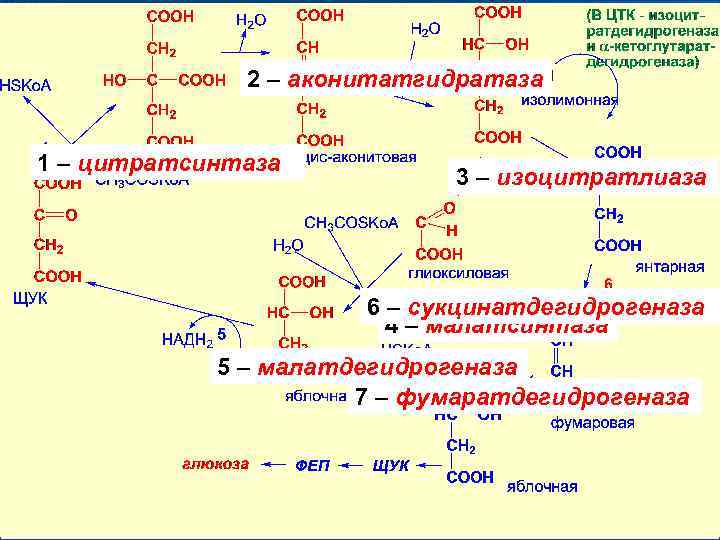 2 – аконитатгидратаза 1 – цитратсинтаза 3 – изоцитратлиаза 6 – сукцинатдегидрогеназа 4 –