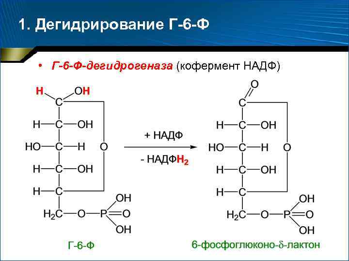 1. Дегидрирование Г-6 -Ф • Г-6 -Ф-дегидрогеназа (кофермент НАДФ) 