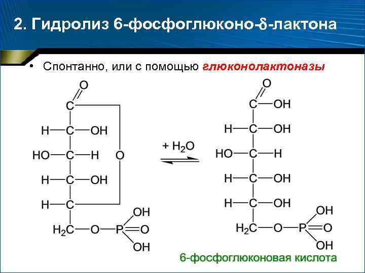 2. Гидролиз 6 -фосфоглюконо- -лактона • Спонтанно, или с помощью глюконолактоназы 