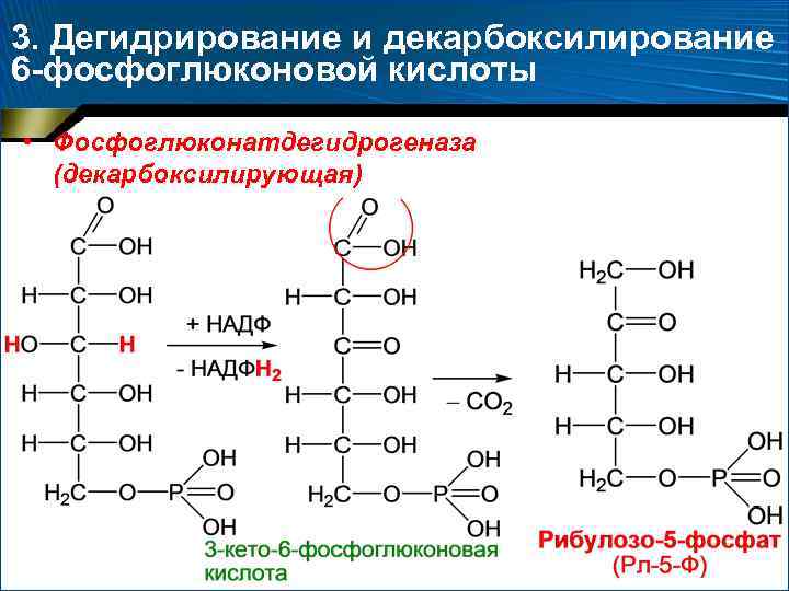 3. Дегидрирование и декарбоксилирование 6 -фосфоглюконовой кислоты • Фосфоглюконатдегидрогеназа (декарбоксилирующая) 