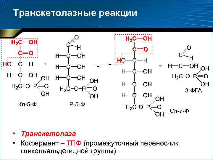 Катаболизм эластина схема