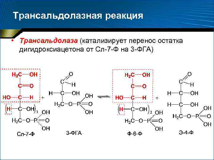 Катаболизм эластина схема