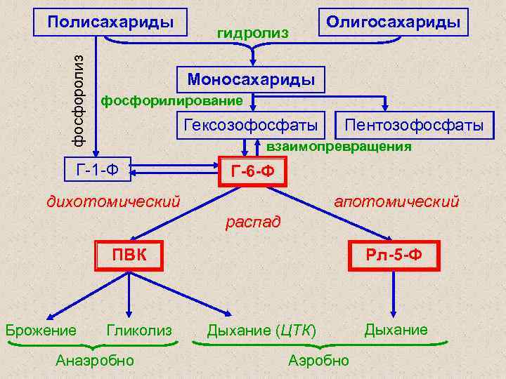 фосфоролиз Полисахариды гидролиз Олигосахариды Моносахариды фосфорилирование Гексозофосфаты Пентозофосфаты взаимопревращения Г-1 -Ф Г-6 -Ф дихотомический