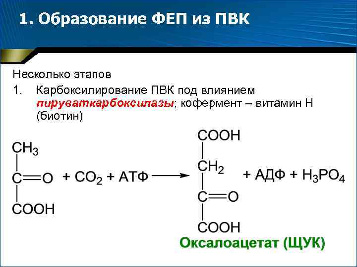 1. Образование ФЕП из ПВК Несколько этапов 1. Карбоксилирование ПВК под влиянием пируваткарбоксилазы; кофермент