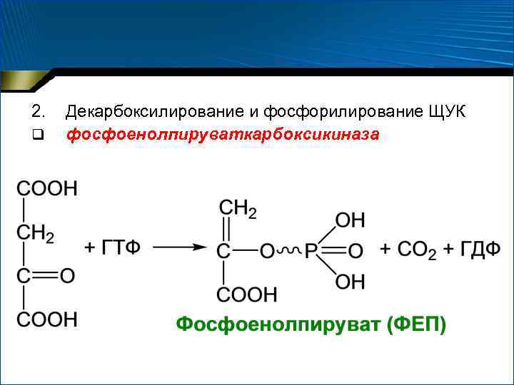 2. q Декарбоксилирование и фосфорилирование ЩУК фосфоенолпируваткарбоксикиназа 