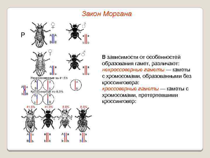 Закон Моргана В зависимости от особенностей образования гамет, различают: некроссоверные гаметы — гаметы с