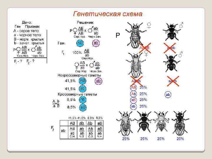 Генетическая схема 
