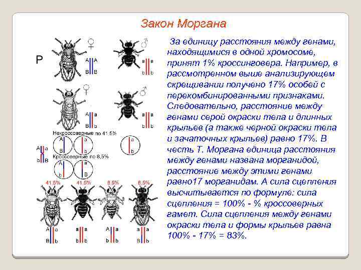 Закон Моргана За единицу расстояния между генами, находящимися в одной хромосоме, принят 1% кроссинговера.