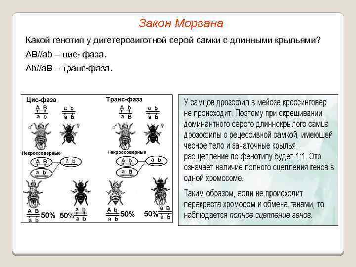 Закон Моргана Какой генотип у дигетерозиготной серой самки с длинными крыльями? АВ//ab – цис-