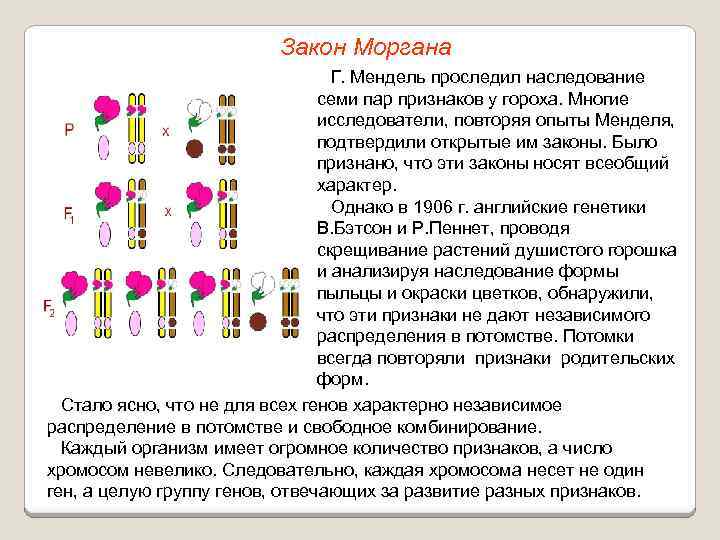Закон Моргана Г. Мендель проследил наследование семи пар признаков у гороха. Многие исследователи, повторяя