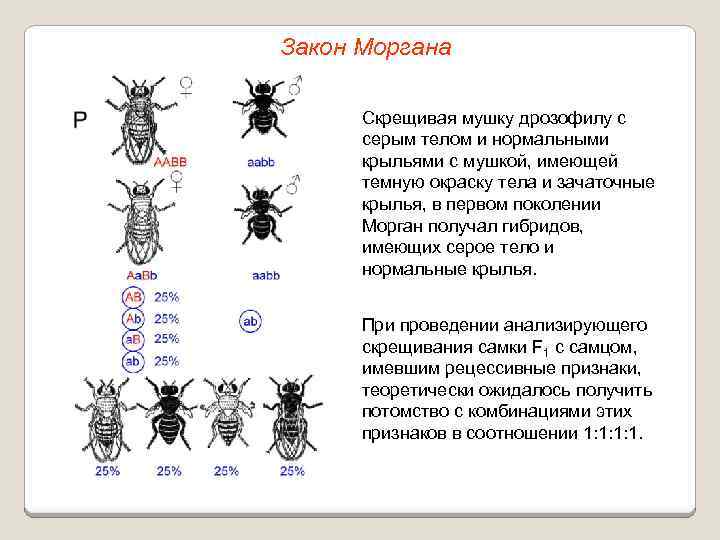 Закон Моргана Скрещивая мушку дрозофилу с серым телом и нормальными крыльями с мушкой, имеющей