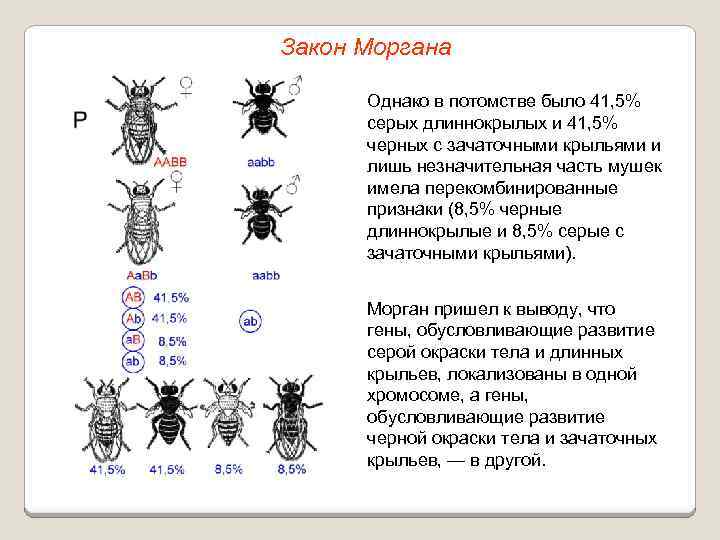 Закон Моргана Однако в потомстве было 41, 5% серых длиннокрылых и 41, 5% черных