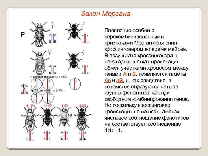 Закон Моргана Появление особей с перекомбинированными признаками Морган объяснил кроссинговером во время мейоза. В