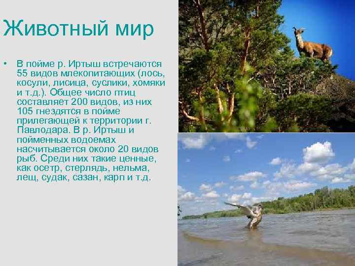 Животный мир • В пойме р. Иртыш встречаются 55 видов млекопитающих (лось, косули, лисица,