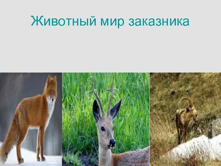 Животный мир заказника 