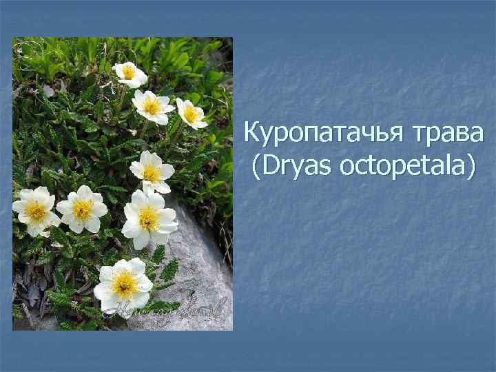 Куропатачья трава (Dryas octopetala) 