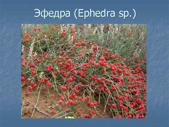 Эфедра (Ephedra sp. ) 