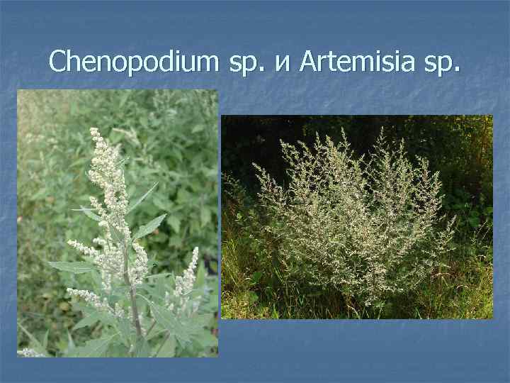 Chenopodium sp. и Artemisia sp. 