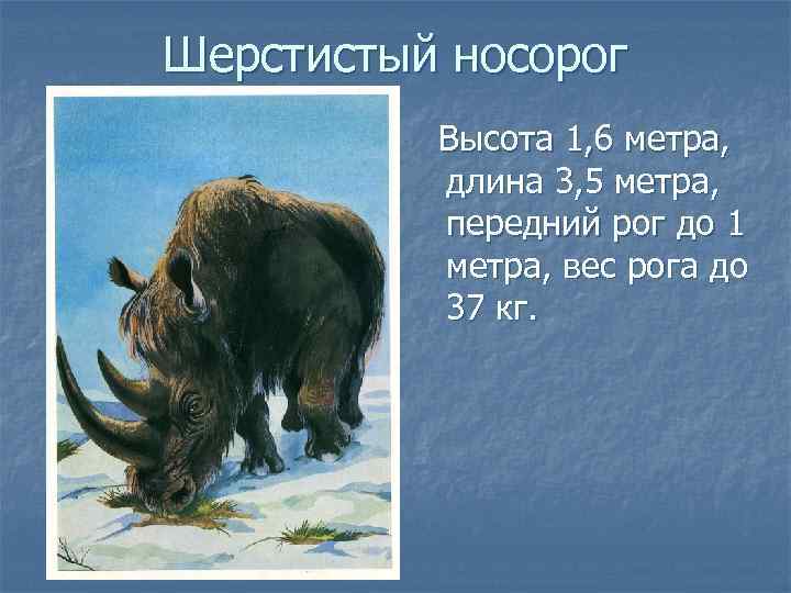 Шерстистый носорог Высота 1, 6 метра, длина 3, 5 метра, передний рог до 1