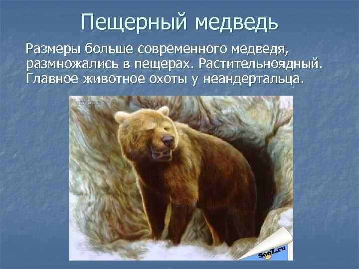 Пещерный медведь Размеры больше современного медведя, размножались в пещерах. Растительноядный. Главное животное охоты у