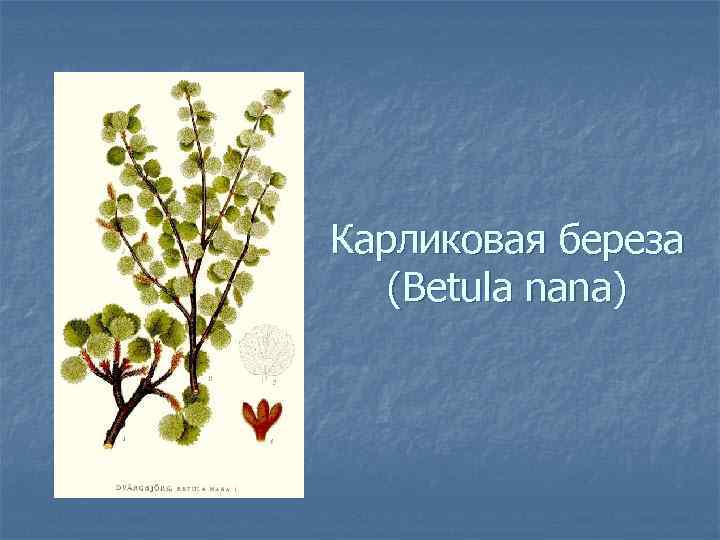 Карликовая береза (Betula nana) 